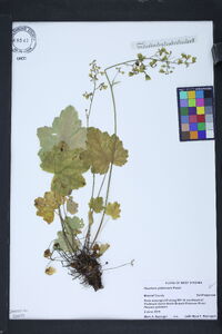 Heuchera pubescens image