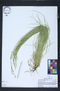 Carex bromoides image