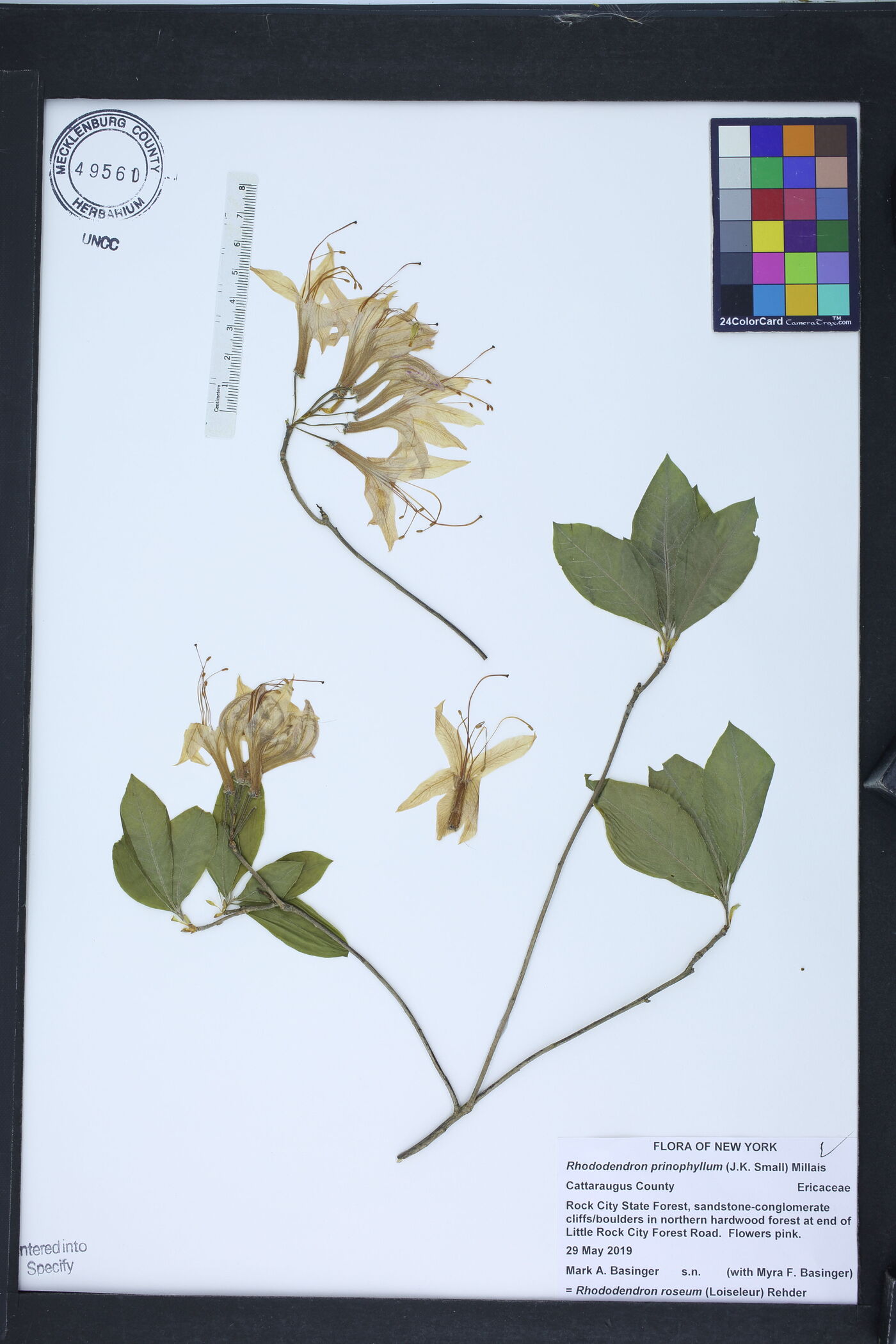 Rhododendron prinophyllum image