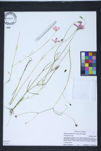 Sabatia grandiflora image