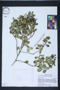 Lyonia fruticosa image