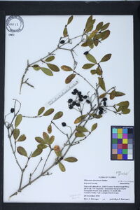 Viburnum obovatum image