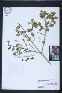 Quercus myrtifolia image