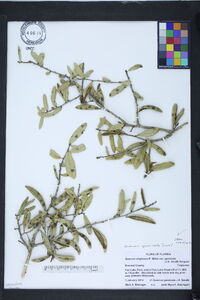 Quercus geminata image