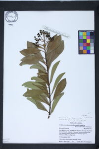 Ardisia escallonioides image