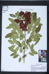 Schinus terebinthifolia image