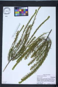 Ceratiola ericoides image