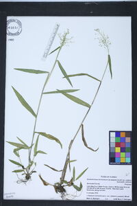 Dichanthelium dichotomum var. nitidum image