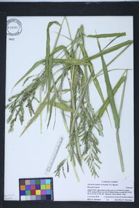 Urochloa mutica image