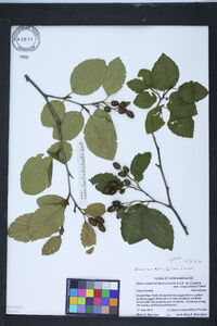 Alnus crispa image