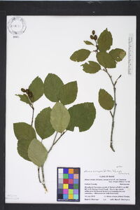 Alnus crispa image