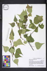 Betula populifolia image