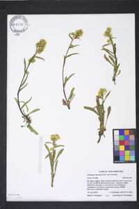 Solidago leiocarpa image