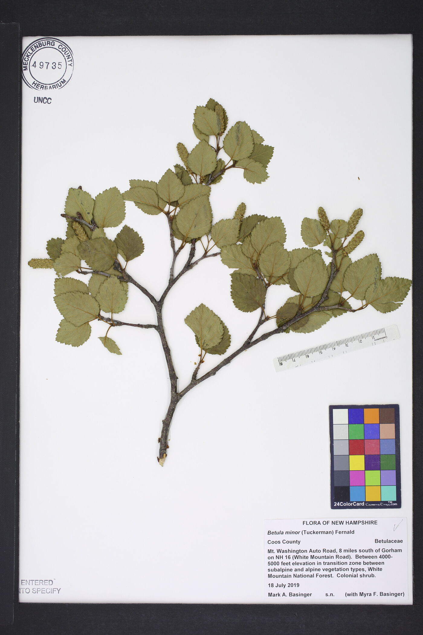 Betula minor image