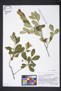 Aronia floribunda image