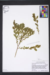 Spiraea latifolia image