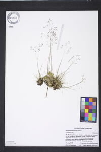 Agrostis mertensii image