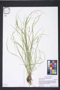 Carex swanii image