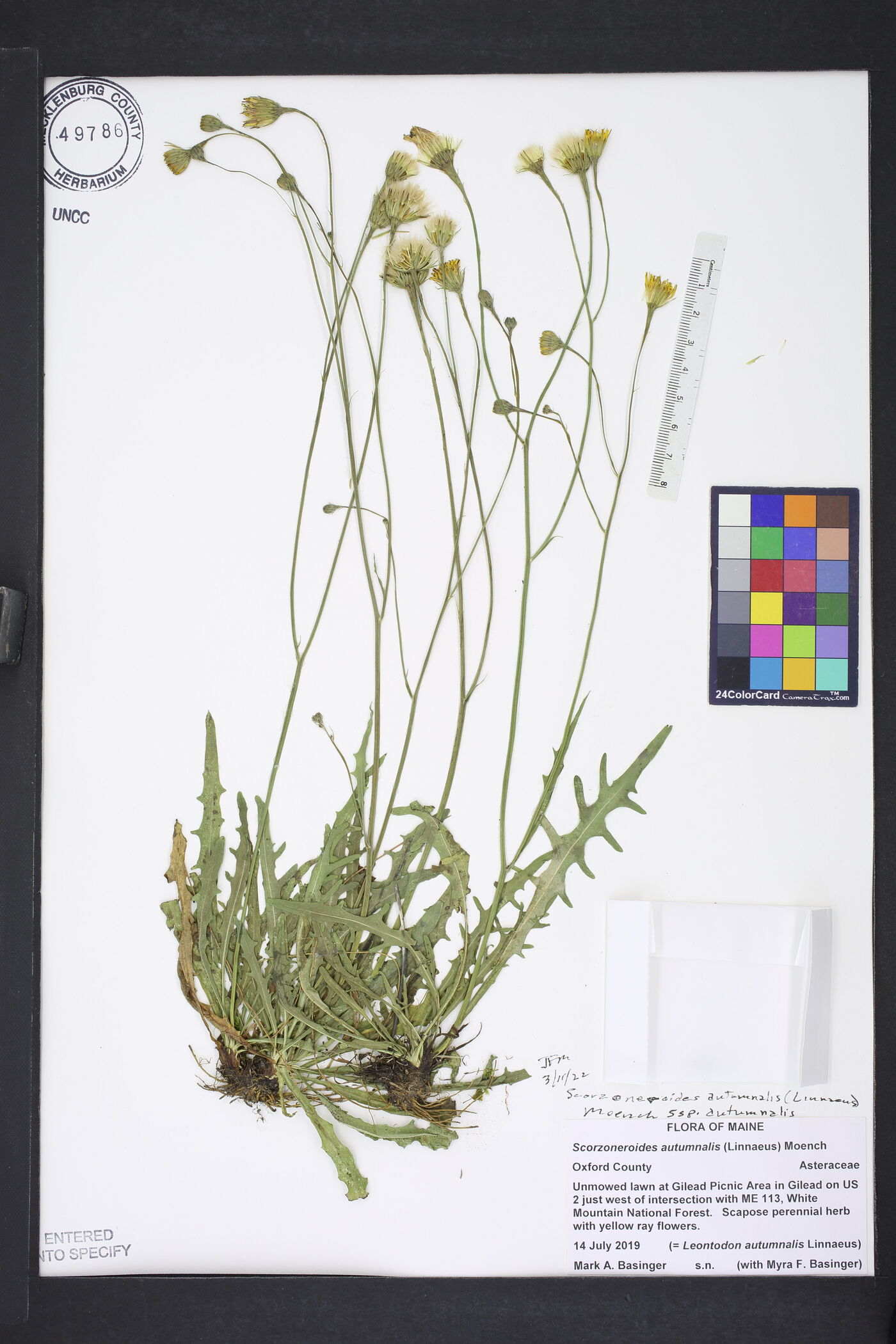 Scorzoneroides autumnalis subsp. autumnalis image