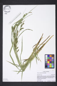 Carex scabrata image