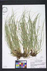 Carex basiantha image