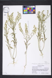 Lepidium virginicum var. virginicum image