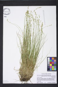 Carex brunnescens var. sphaerostachya image