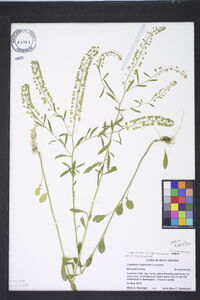 Lepidium virginicum var. virginicum image