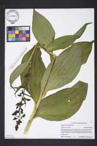 Veratrum viride image