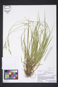 Carex albicans var. albicans image