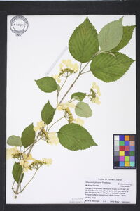 Viburnum plicatum image