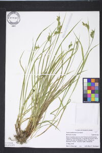 Carex pallescens image