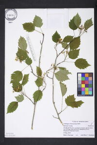 Crataegus chrysocarpa image