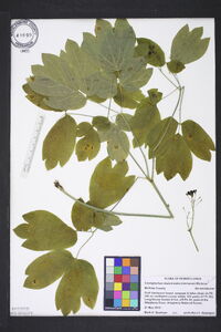 Caulophyllum thalictroides image