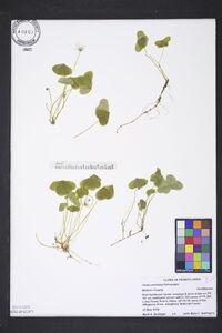 Oxalis montana image