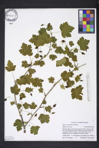 Ribes cynosbati image