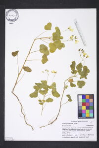 Oxalis grandis image