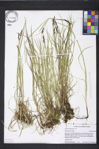 Carex lucorum image