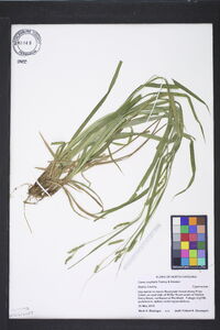 Carex oxylepis image