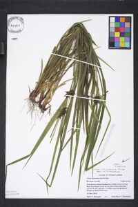 Carex intumescens var. intumescens image