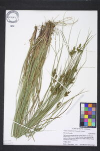 Carex complanata image