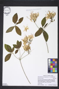 Rhododendron prinophyllum image