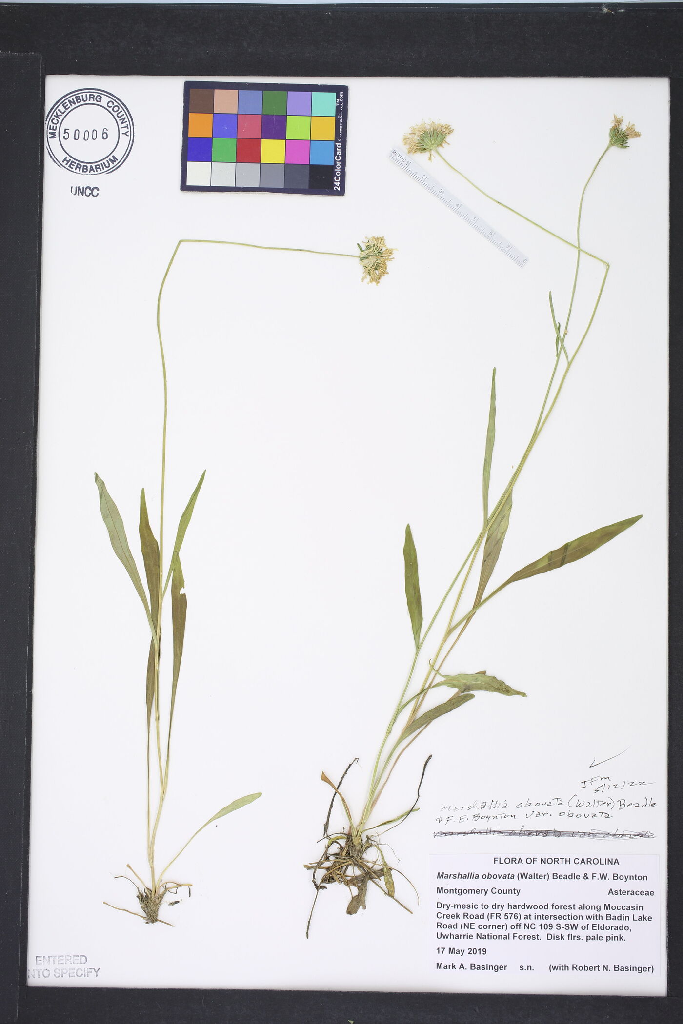 Marshallia obovata image