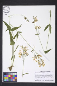 Penstemon laevigatus image