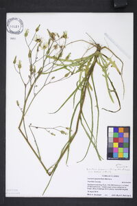 Lactuca graminifolia var. graminifolia image