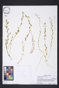 Polygala crenata image