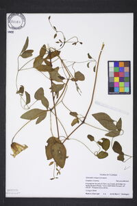 Clematis crispa image