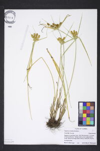 Cyperus ovatus image