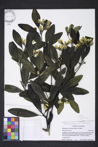 Baptisia lanceolata image