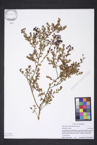 Vaccinium myrsinites image